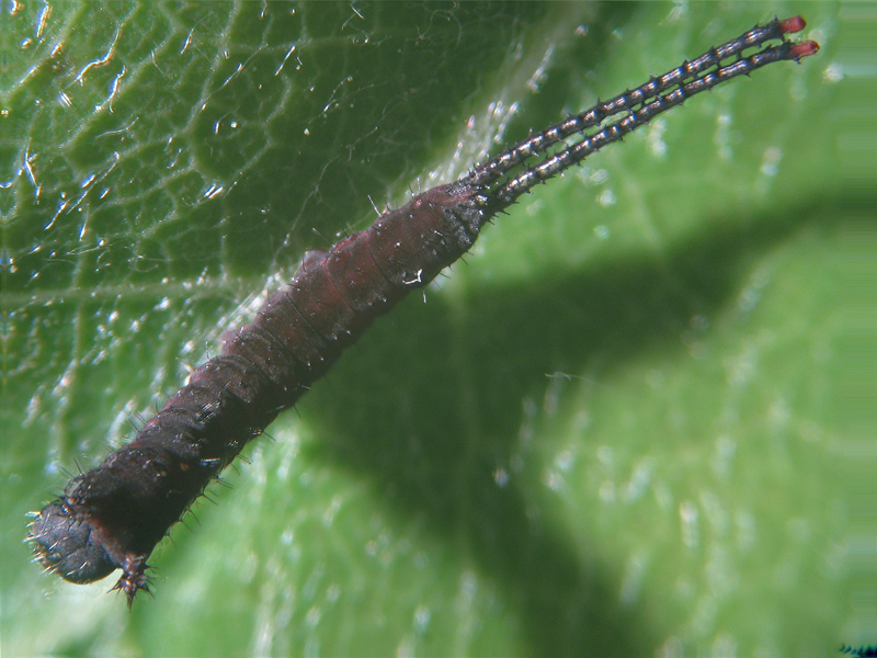 Cerura (Cerura) vinula